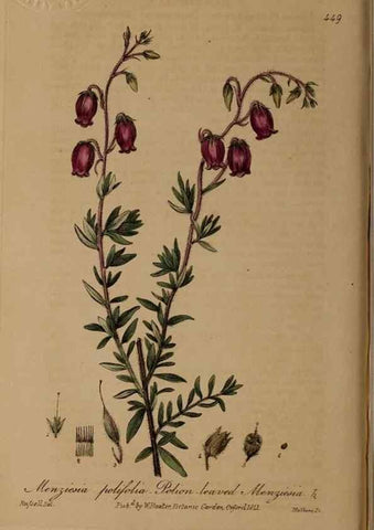Reproducción/Reproduction 28425838683: British phaenogamous botany,. Oxford,Published by the author, sold by J.H. Parker [etc.]1834-43.