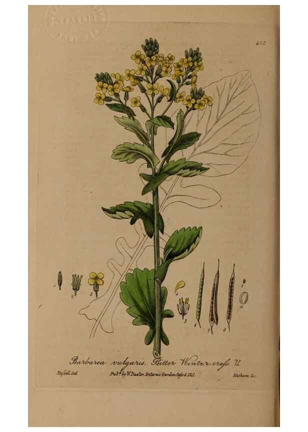 Reproducción/Reproduction 28757248350: British phaenogamous botany,. Oxford,Published by the author, sold by J.H. Parker [etc.]1834-43.