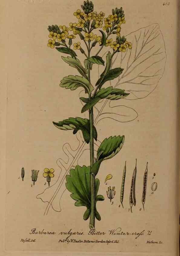 Reproducción/Reproduction 28757248350: British phaenogamous botany,. Oxford,Published by the author, sold by J.H. Parker [etc.]1834-43.