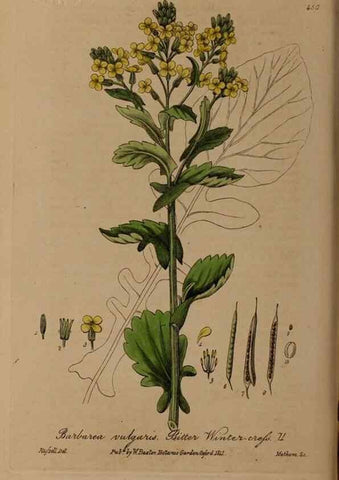 Reproducción/Reproduction 28757248350: British phaenogamous botany,. Oxford,Published by the author, sold by J.H. Parker [etc.]1834-43.