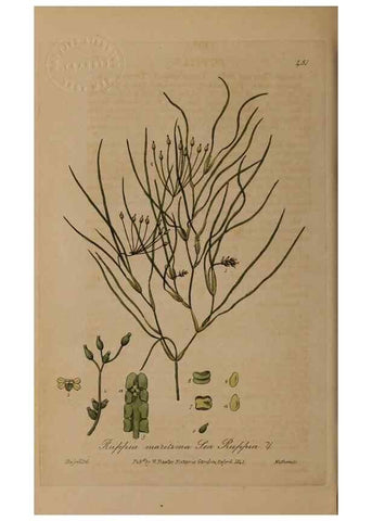 Reproducción/Reproduction 28425842883: British phaenogamous botany,. Oxford,Published by the author, sold by J.H. Parker [etc.]1834-43.