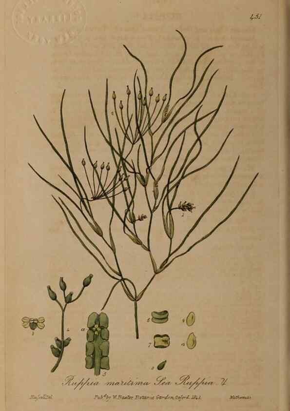 Reproducción/Reproduction 28425842883: British phaenogamous botany,. Oxford,Published by the author, sold by J.H. Parker [etc.]1834-43.