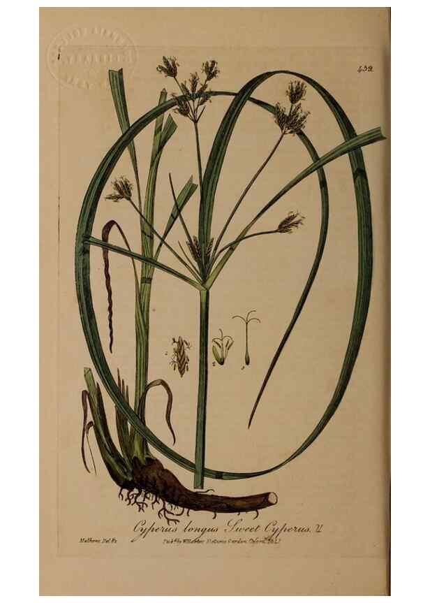 Reproducción/Reproduction 29043413485: British phaenogamous botany,. Oxford,Published by the author, sold by J.H. Parker [etc.]1834-43.