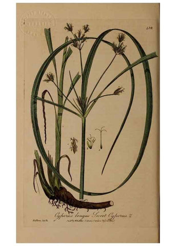 Reproducción/Reproduction 29043413485: British phaenogamous botany,. Oxford,Published by the author, sold by J.H. Parker [etc.]1834-43.