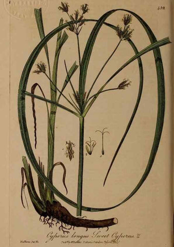 Reproducción/Reproduction 29043413485: British phaenogamous botany,. Oxford,Published by the author, sold by J.H. Parker [etc.]1834-43.