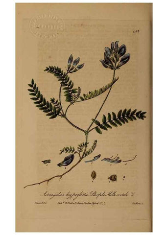 Reproducción/Reproduction 28757254670: British phaenogamous botany,. Oxford,Published by the author, sold by J.H. Parker [etc.]1834-43.