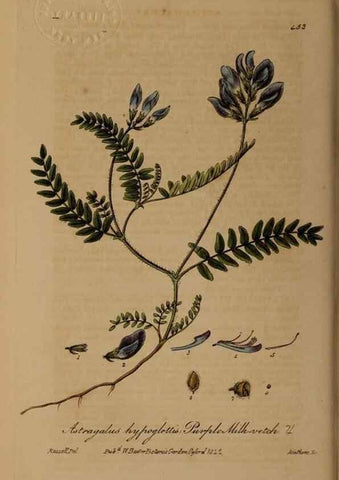 Reproducción/Reproduction 28757254670: British phaenogamous botany,. Oxford,Published by the author, sold by J.H. Parker [etc.]1834-43.