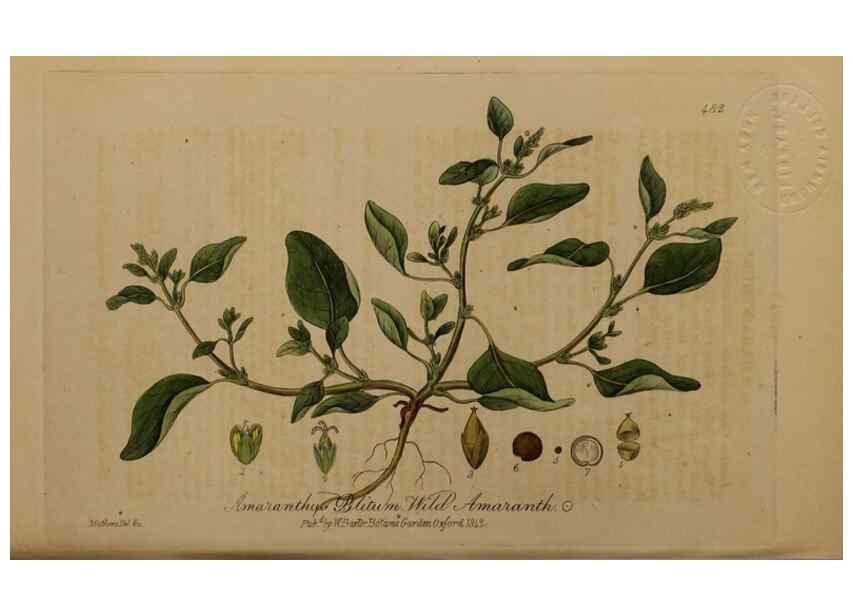 Reproducción/Reproduction 29043506195: British phaenogamous botany,. Oxford,Published by the author, sold by J.H. Parker [etc.]1834-43.