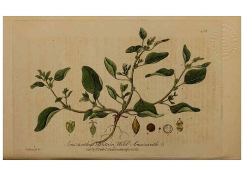 Reproducción/Reproduction 29043506195: British phaenogamous botany,. Oxford,Published by the author, sold by J.H. Parker [etc.]1834-43.