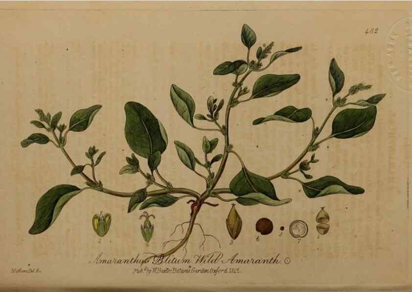 Reproducción/Reproduction 29043506195: British phaenogamous botany,. Oxford,Published by the author, sold by J.H. Parker [etc.]1834-43.