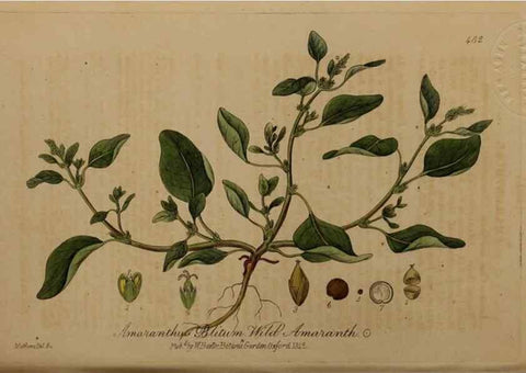 Reproducción/Reproduction 29043506195: British phaenogamous botany,. Oxford,Published by the author, sold by J.H. Parker [etc.]1834-43.