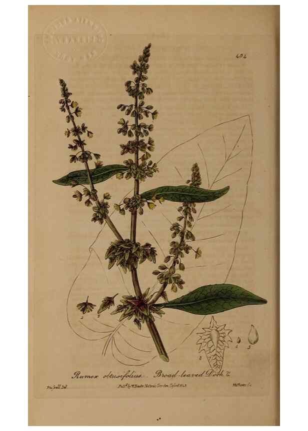 Reproducción/Reproduction 29010484576: British phaenogamous botany,. Oxford,Published by the author, sold by J.H. Parker [etc.]1834-43.