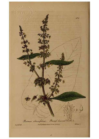 Reproducción/Reproduction 29010484576: British phaenogamous botany,. Oxford,Published by the author, sold by J.H. Parker [etc.]1834-43.