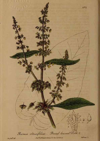 Reproducción/Reproduction 29010484576: British phaenogamous botany,. Oxford,Published by the author, sold by J.H. Parker [etc.]1834-43.