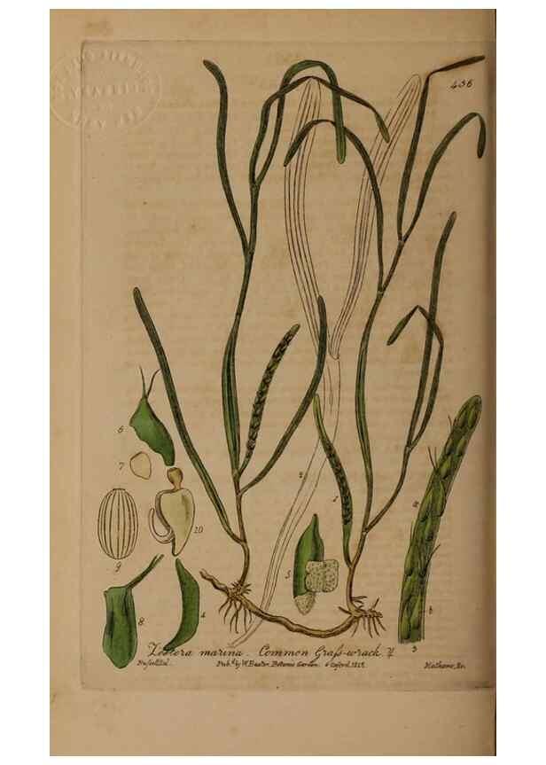 Reproducción/Reproduction 29043423275: British phaenogamous botany,. Oxford,Published by the author, sold by J.H. Parker [etc.]1834-43.