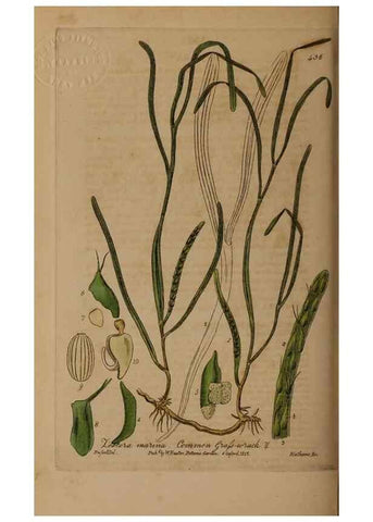 Reproducción/Reproduction 29043423275: British phaenogamous botany,. Oxford,Published by the author, sold by J.H. Parker [etc.]1834-43.