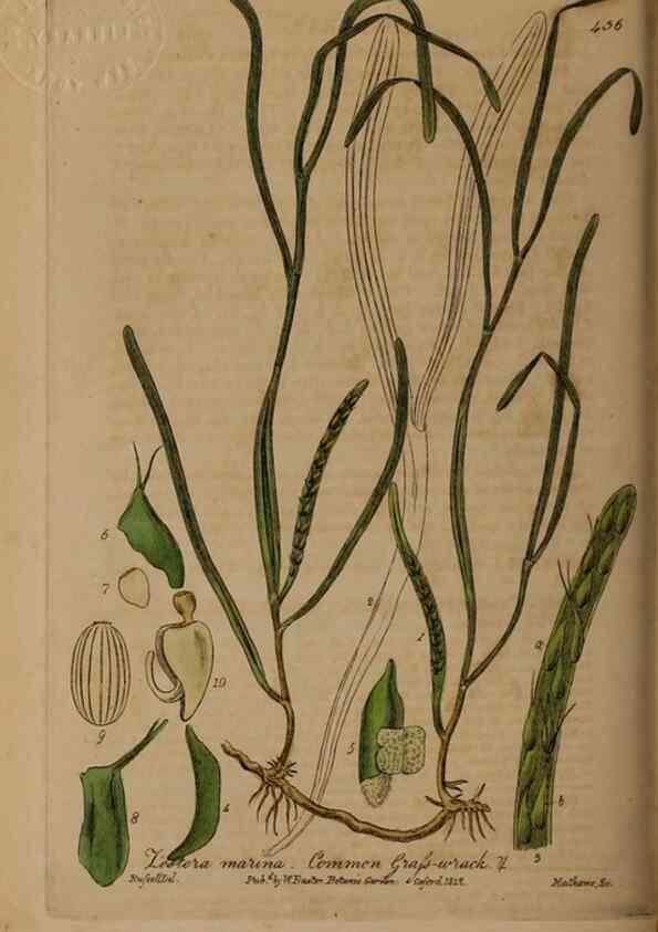 Reproducción/Reproduction 29043423275: British phaenogamous botany,. Oxford,Published by the author, sold by J.H. Parker [etc.]1834-43.
