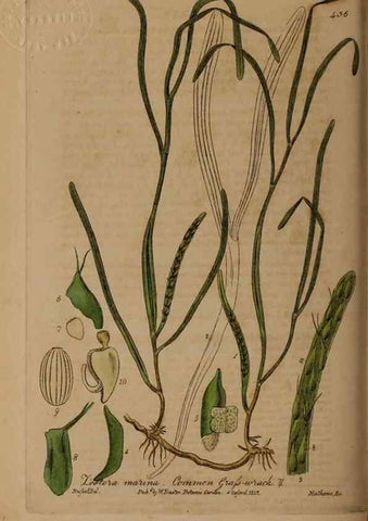 Reproducción/Reproduction 29043423275: British phaenogamous botany,. Oxford,Published by the author, sold by J.H. Parker [etc.]1834-43.