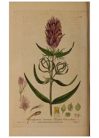Reproducción/Reproduction 29010496886: British phaenogamous botany,. Oxford,Published by the author, sold by J.H. Parker [etc.]1834-43.