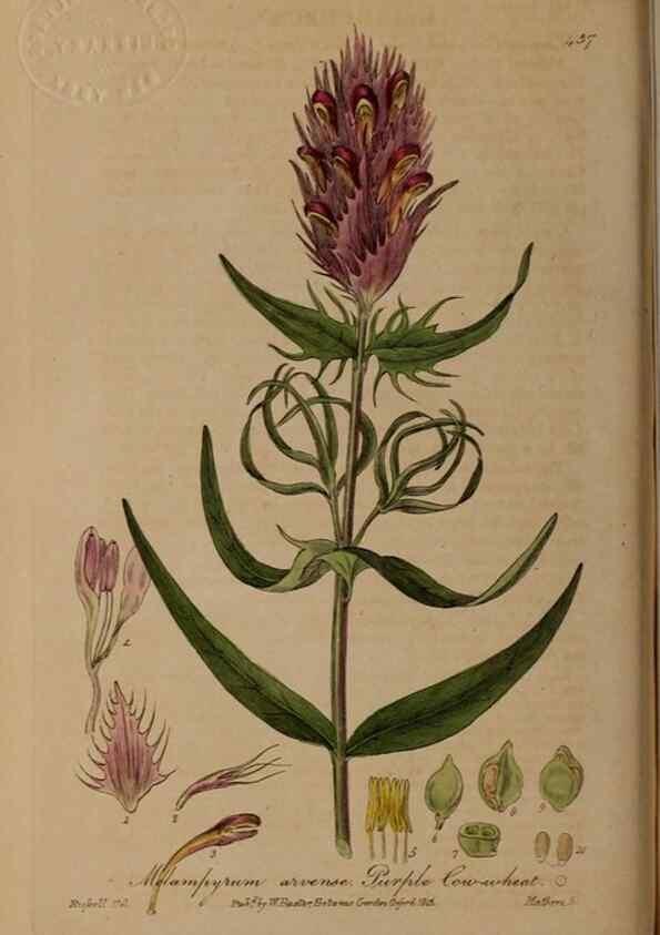 Reproducción/Reproduction 29010496886: British phaenogamous botany,. Oxford,Published by the author, sold by J.H. Parker [etc.]1834-43.