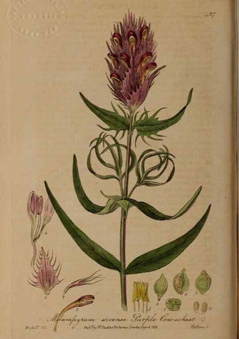 Reproducción/Reproduction 29010496886: British phaenogamous botany,. Oxford,Published by the author, sold by J.H. Parker [etc.]1834-43.