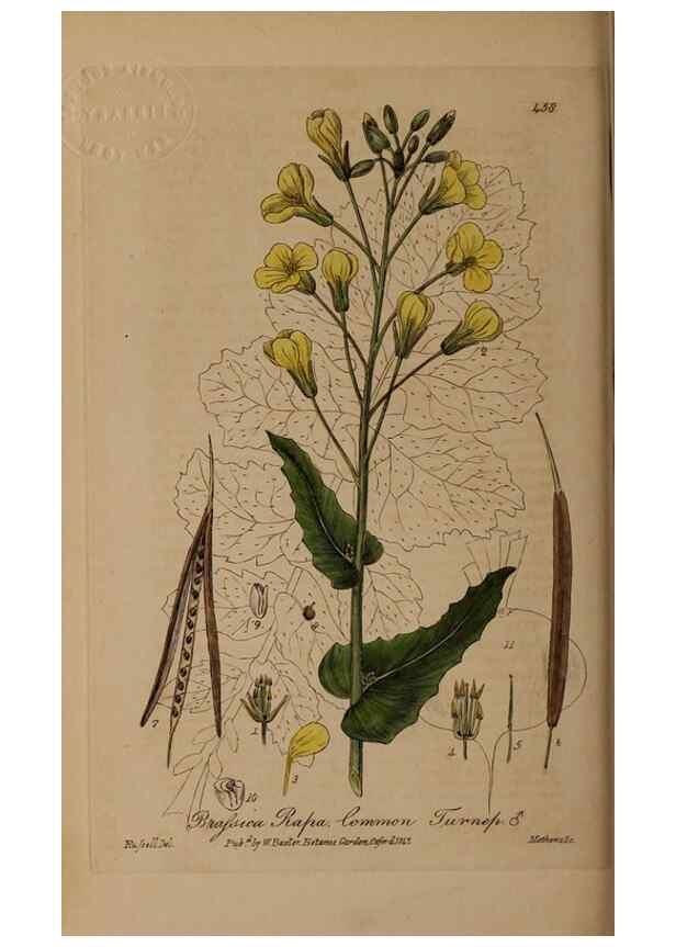 Reproducción/Reproduction 28422773354: British phaenogamous botany,. Oxford,Published by the author, sold by J.H. Parker [etc.]1834-43.