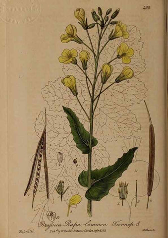 Reproducción/Reproduction 28422773354: British phaenogamous botany,. Oxford,Published by the author, sold by J.H. Parker [etc.]1834-43.