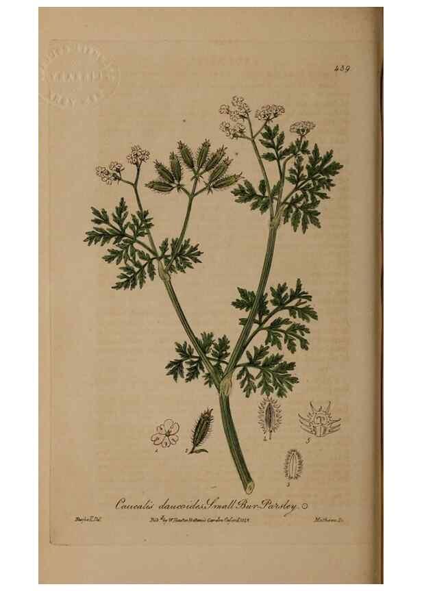 Reproducción/Reproduction 29043430275: British phaenogamous botany,. Oxford,Published by the author, sold by J.H. Parker [etc.]1834-43.