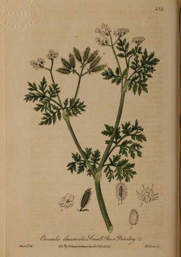 Reproducción/Reproduction 29043430275: British phaenogamous botany,. Oxford,Published by the author, sold by J.H. Parker [etc.]1834-43.