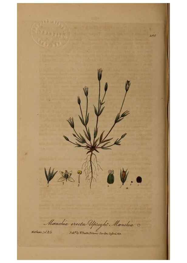 Reproducción/Reproduction 28757265390: British phaenogamous botany,. Oxford,Published by the author, sold by J.H. Parker [etc.]1834-43.
