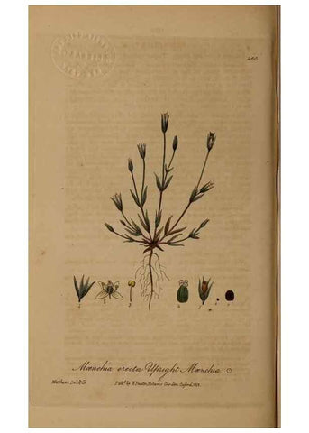 Reproducción/Reproduction 28757265390: British phaenogamous botany,. Oxford,Published by the author, sold by J.H. Parker [etc.]1834-43.