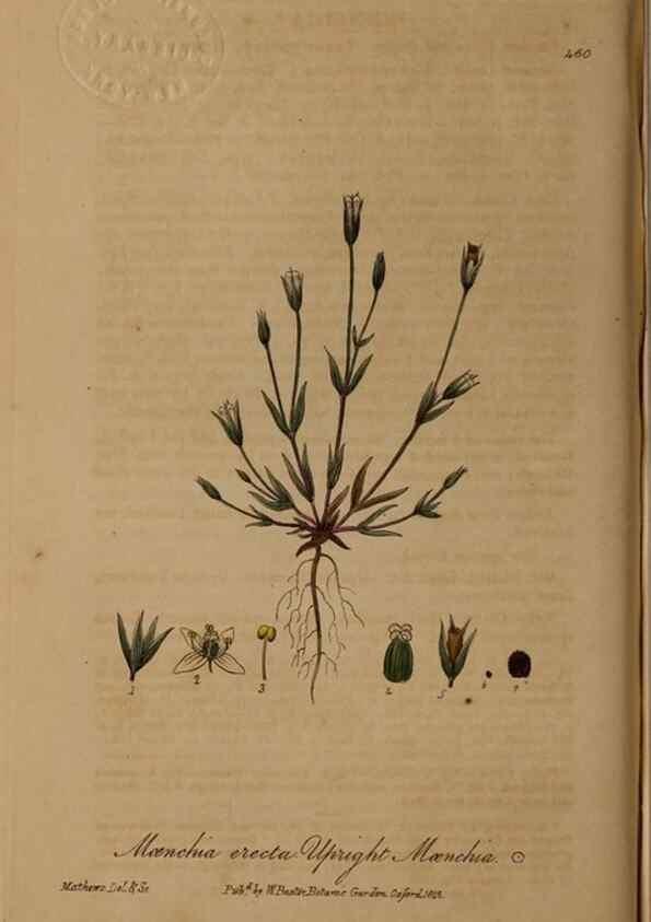 Reproducción/Reproduction 28757265390: British phaenogamous botany,. Oxford,Published by the author, sold by J.H. Parker [etc.]1834-43.