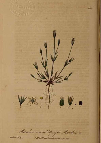 Reproducción/Reproduction 28757265390: British phaenogamous botany,. Oxford,Published by the author, sold by J.H. Parker [etc.]1834-43.