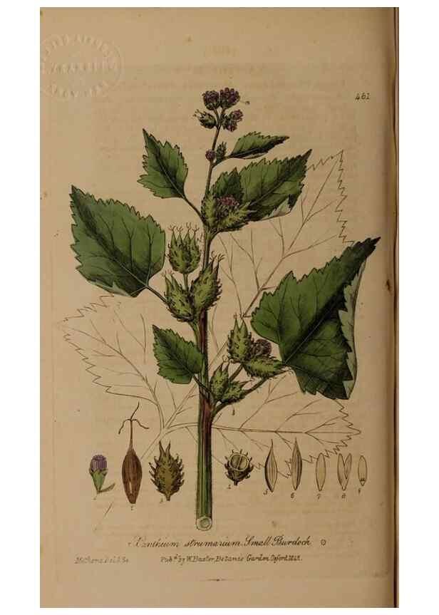 Reproducción/Reproduction 29043434185: British phaenogamous botany,. Oxford,Published by the author, sold by J.H. Parker [etc.]1834-43.
