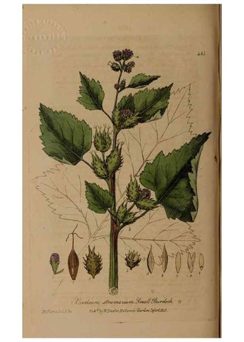 Reproducción/Reproduction 29043434185: British phaenogamous botany,. Oxford,Published by the author, sold by J.H. Parker [etc.]1834-43.