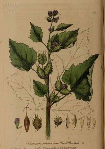 Reproducción/Reproduction 29043434185: British phaenogamous botany,. Oxford,Published by the author, sold by J.H. Parker [etc.]1834-43.