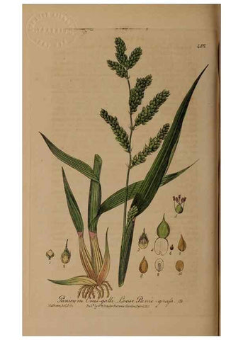 Reproducción/Reproduction 28967491831: British phaenogamous botany,. Oxford,Published by the author, sold by J.H. Parker [etc.]1834-43.