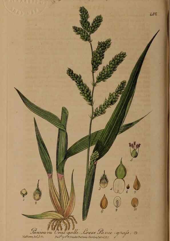 Reproducción/Reproduction 28967491831: British phaenogamous botany,. Oxford,Published by the author, sold by J.H. Parker [etc.]1834-43.