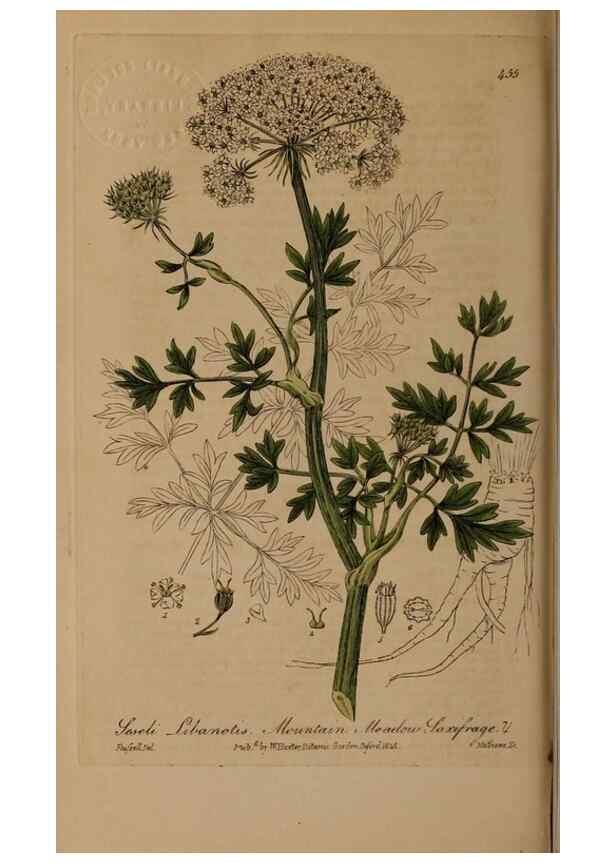 Reproducción/Reproduction 28422766404: British phaenogamous botany,. Oxford,Published by the author, sold by J.H. Parker [etc.]1834-43.
