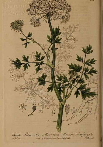 Reproducción/Reproduction 28422766404: British phaenogamous botany,. Oxford,Published by the author, sold by J.H. Parker [etc.]1834-43.