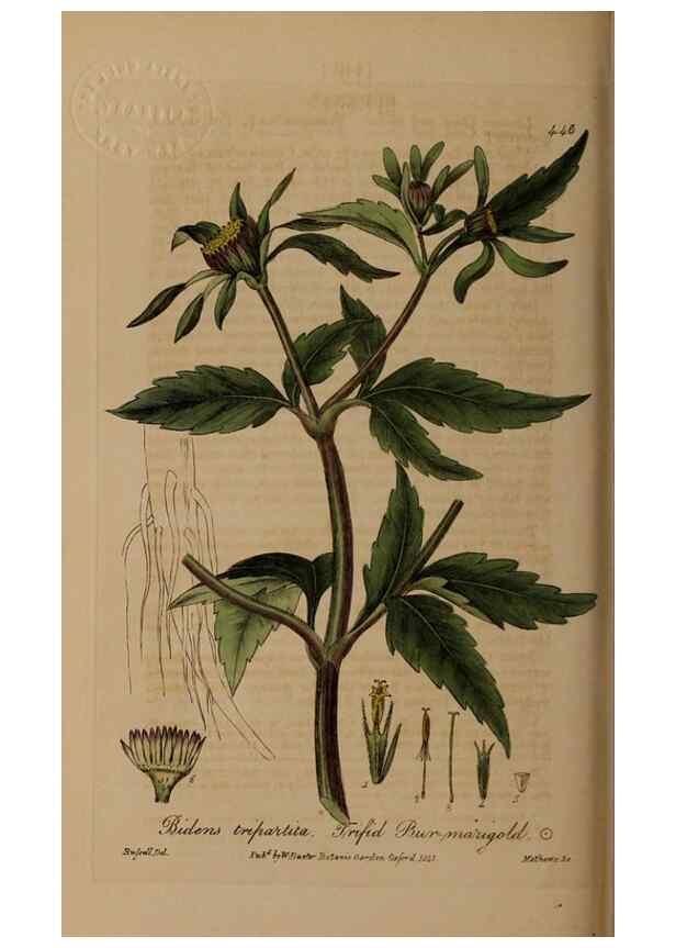 Reproducción/Reproduction 28757241380: British phaenogamous botany,. Oxford,Published by the author, sold by J.H. Parker [etc.]1834-43.