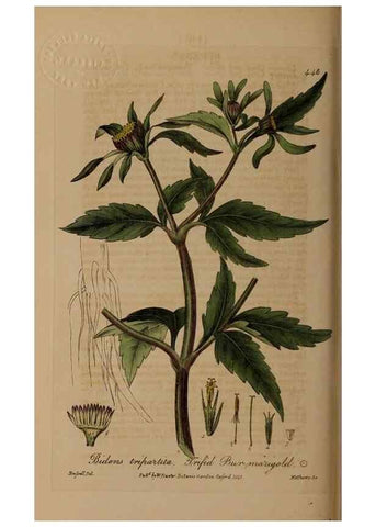 Reproducción/Reproduction 28757241380: British phaenogamous botany,. Oxford,Published by the author, sold by J.H. Parker [etc.]1834-43.