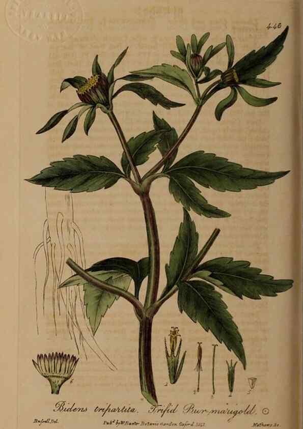 Reproducción/Reproduction 28757241380: British phaenogamous botany,. Oxford,Published by the author, sold by J.H. Parker [etc.]1834-43.