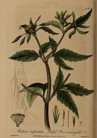 Reproducción/Reproduction 28757241380: British phaenogamous botany,. Oxford,Published by the author, sold by J.H. Parker [etc.]1834-43.