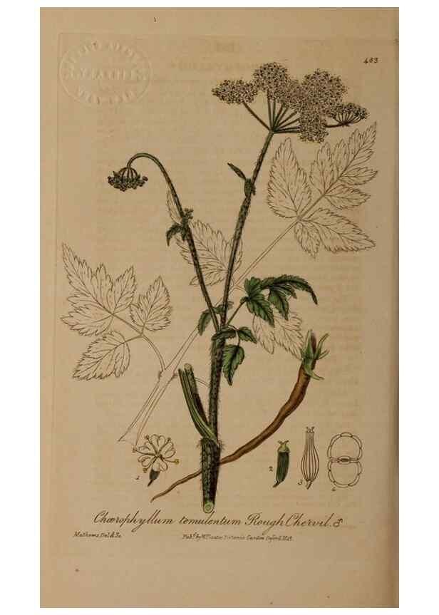Reproducción/Reproduction 28938086672: British phaenogamous botany,. Oxford,Published by the author, sold by J.H. Parker [etc.]1834-43.