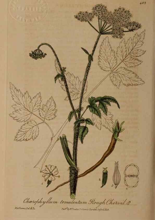 Reproducción/Reproduction 28938086672: British phaenogamous botany,. Oxford,Published by the author, sold by J.H. Parker [etc.]1834-43.