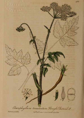 Reproducción/Reproduction 28938086672: British phaenogamous botany,. Oxford,Published by the author, sold by J.H. Parker [etc.]1834-43.