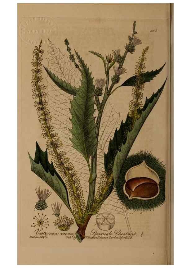 Reproducción/Reproduction 28425924113: British phaenogamous botany,. Oxford,Published by the author, sold by J.H. Parker [etc.]1834-43.