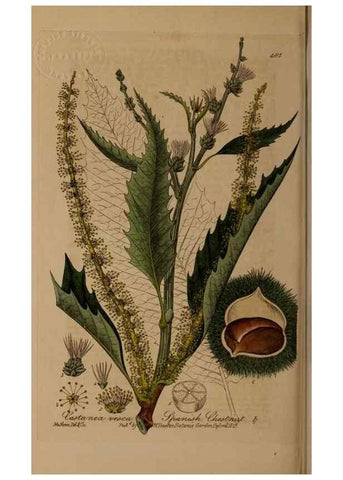 Reproducción/Reproduction 28425924113: British phaenogamous botany,. Oxford,Published by the author, sold by J.H. Parker [etc.]1834-43.