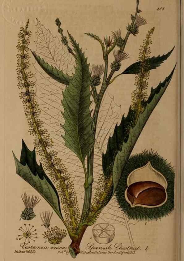 Reproducción/Reproduction 28425924113: British phaenogamous botany,. Oxford,Published by the author, sold by J.H. Parker [etc.]1834-43.